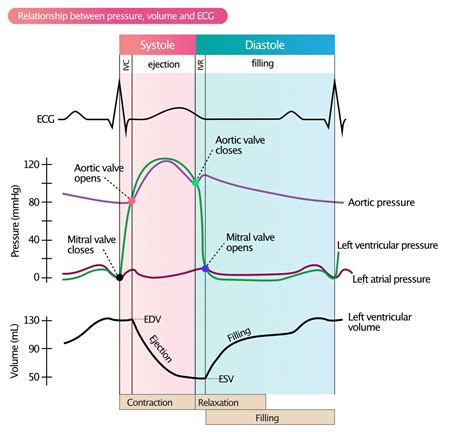 end diastolic volume vs preload.